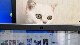 猫咪爆料视频大全播放网站,萌宠瞬间,笑料横生!