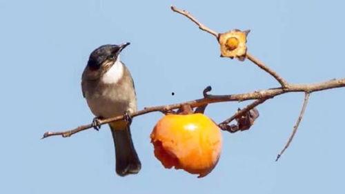 鸟类秘闻在线观看,在线观看探索未知世界  第3张 鸟类秘闻在线观看,在线观看探索未知世界  第3张