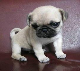 巴哥新爆料明哥视频大全,揭秘明哥视频大全背后的惊人真相  第3张 巴哥新爆料明哥视频大全,揭秘明哥视频大全背后的惊人真相  第3张