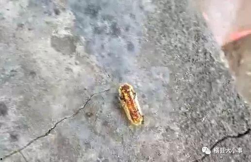 罗非鱼邻居爆料视频,揭秘水下生活点滴  第2张 罗非鱼邻居爆料视频,揭秘水下生活点滴  第2张